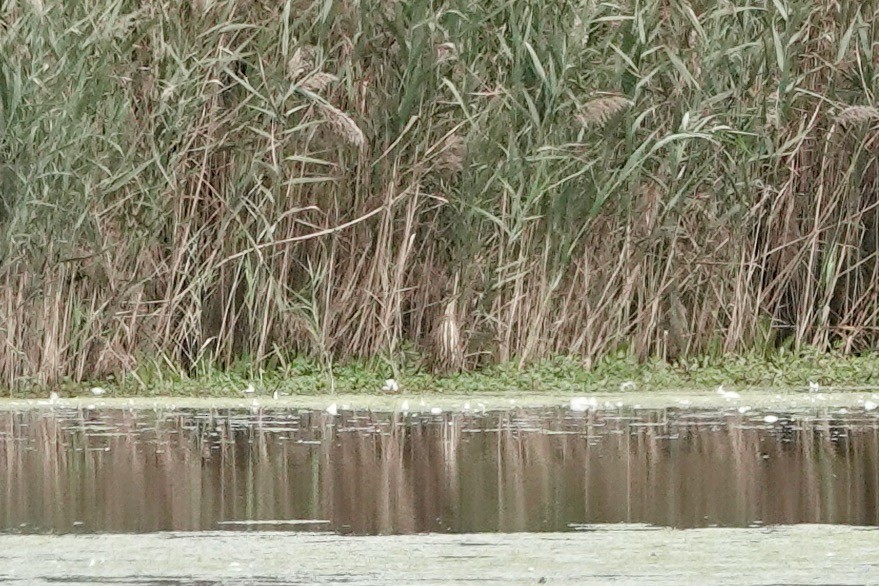 American Bittern - ML643799229