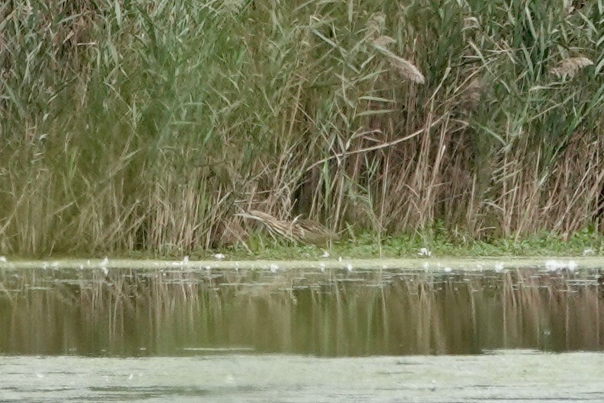 American Bittern - ML643799230