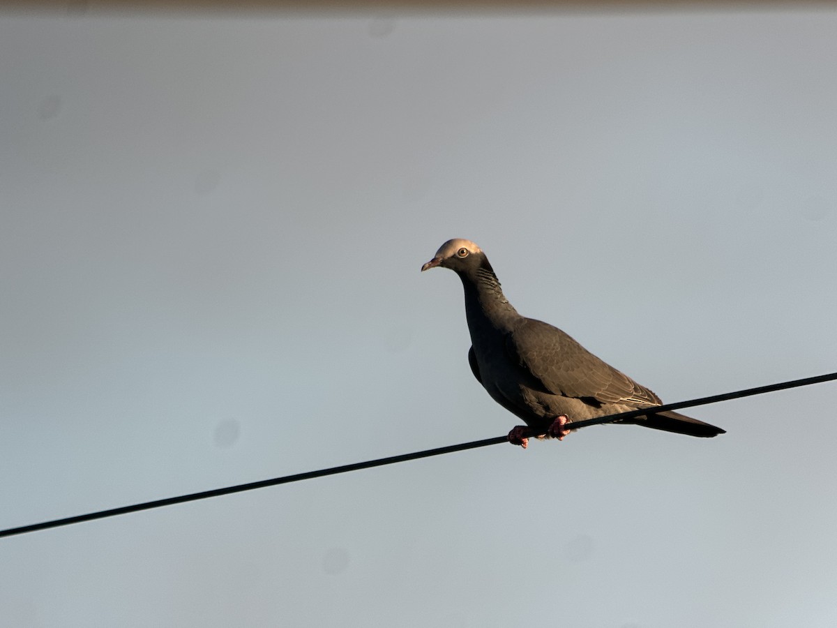 Pigeon à couronne blanche - ML643799231