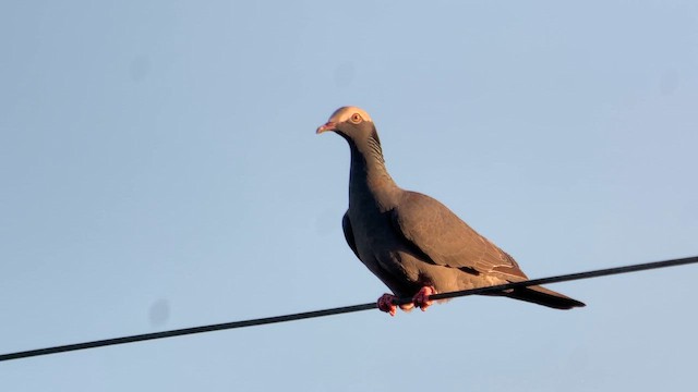 Pigeon à couronne blanche - ML643799232