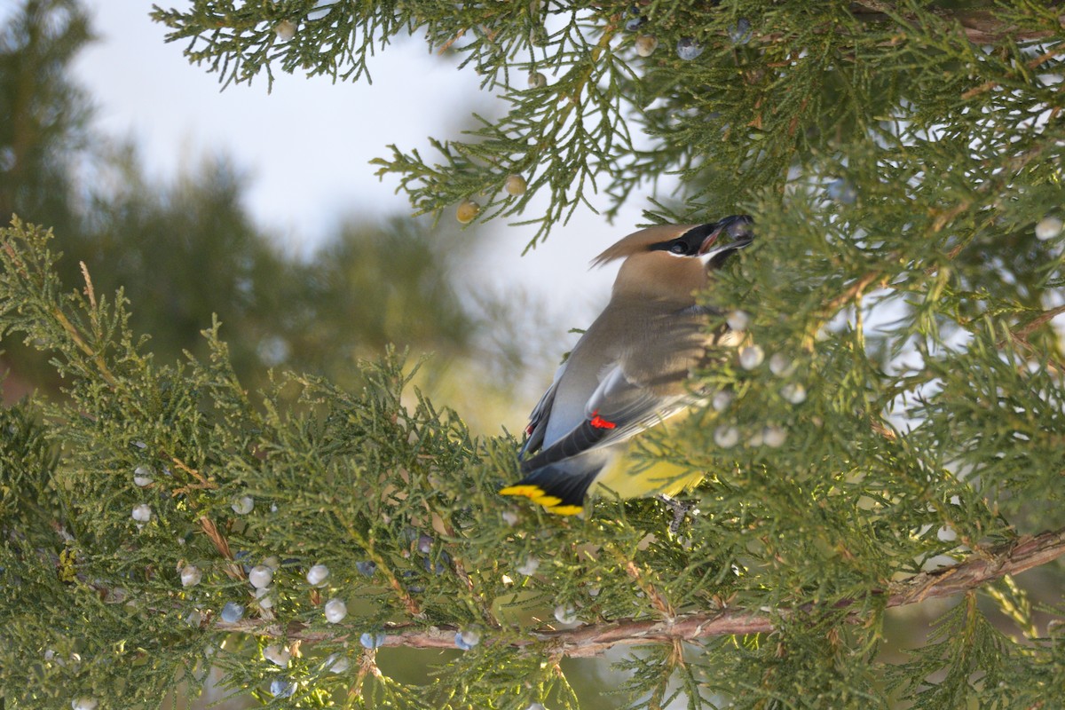 Cedar Waxwing - ML643799241