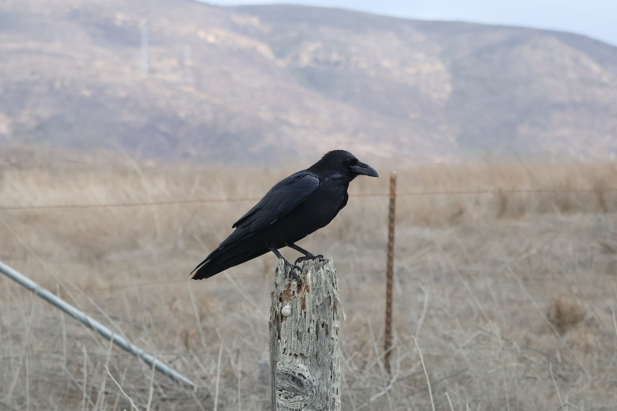 Grand Corbeau - ML643799242