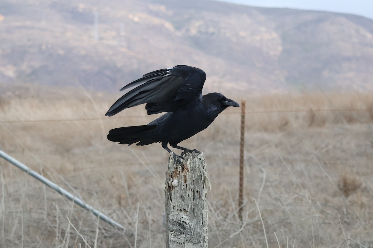 Grand Corbeau - ML643799243