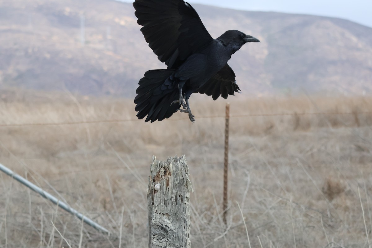 Grand Corbeau - ML643799244