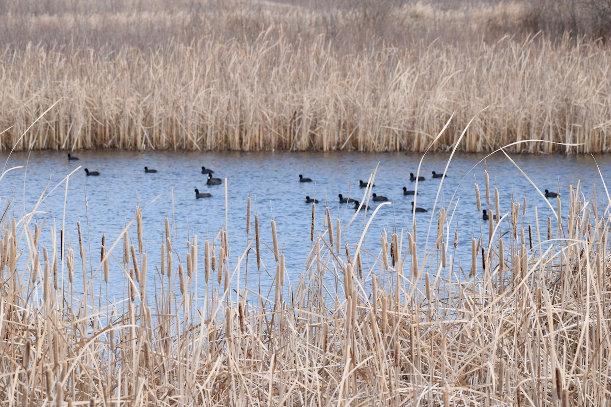 アメリカオオバン - ML643799270