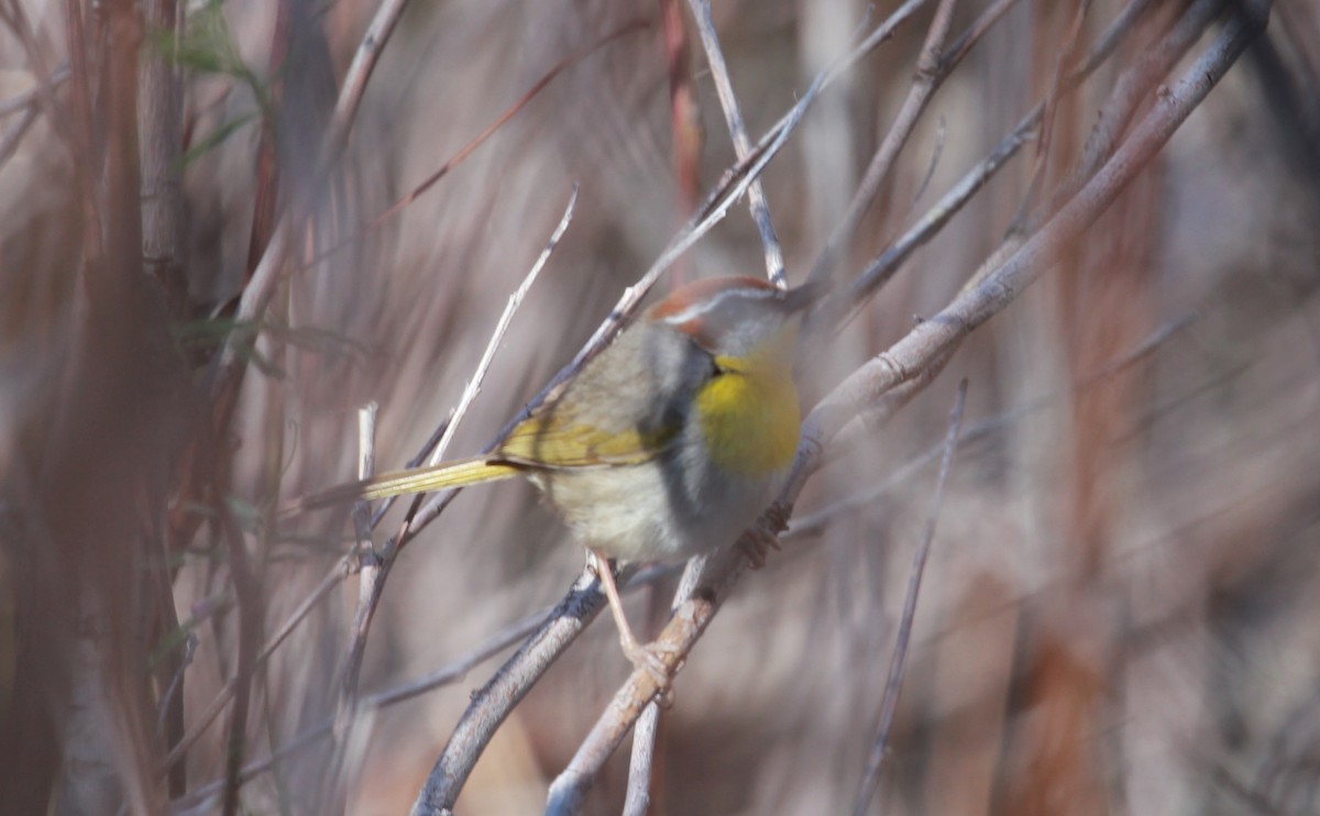 Rufous-capped Warbler - ML643799278
