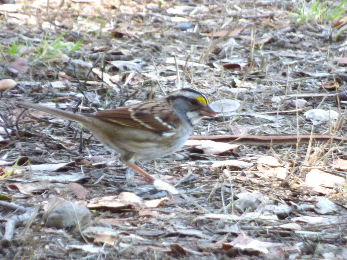 White-throated Sparrow - ML643799293