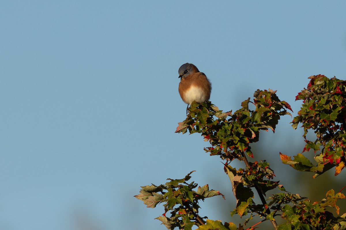 Eastern Bluebird - ML643799299