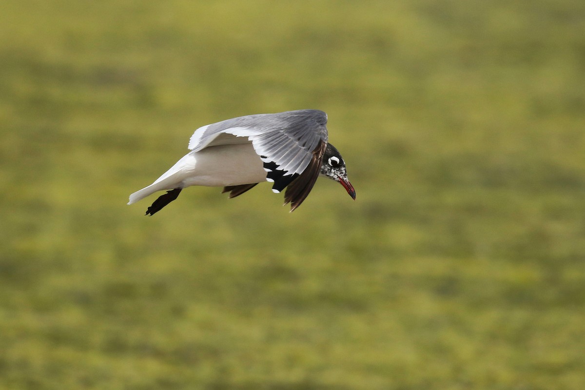 Franklin's Gull - ML643799306