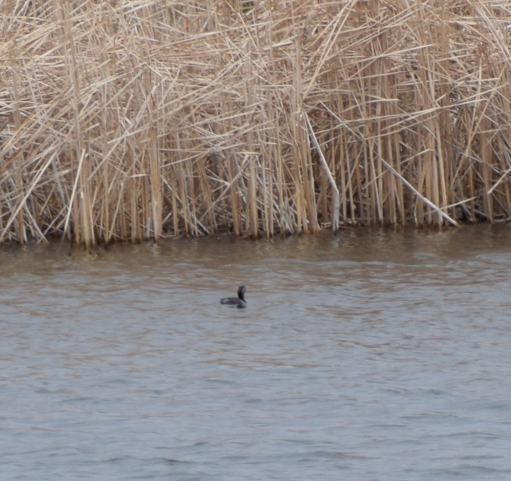 オビハシカイツブリ - ML643799307