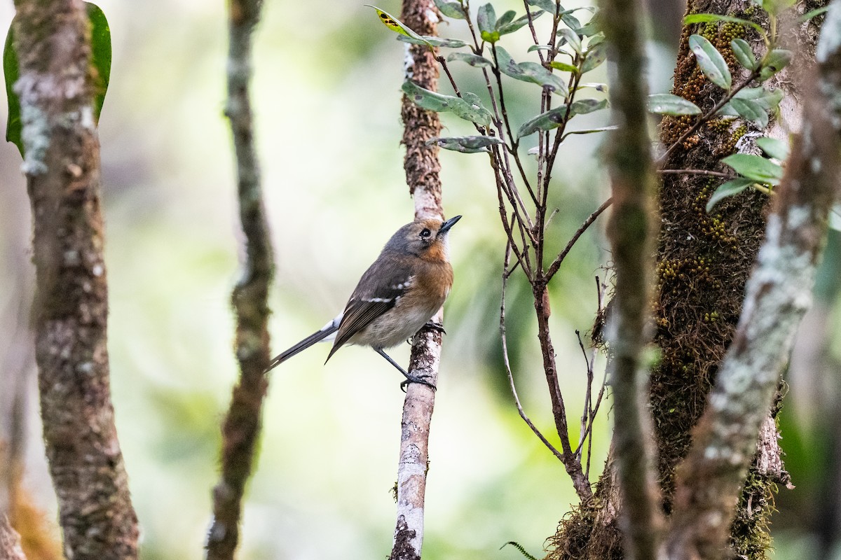 Kauai Elepaio - ML643799313
