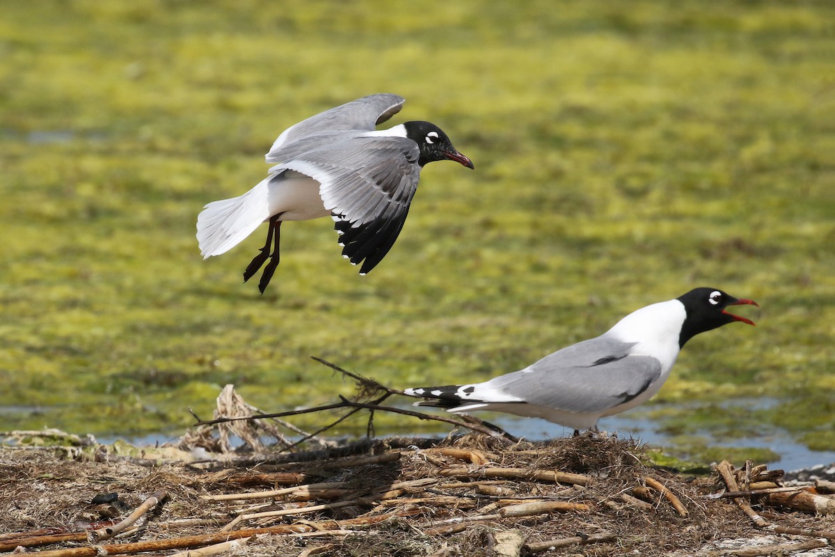 Franklin's Gull - ML643799315