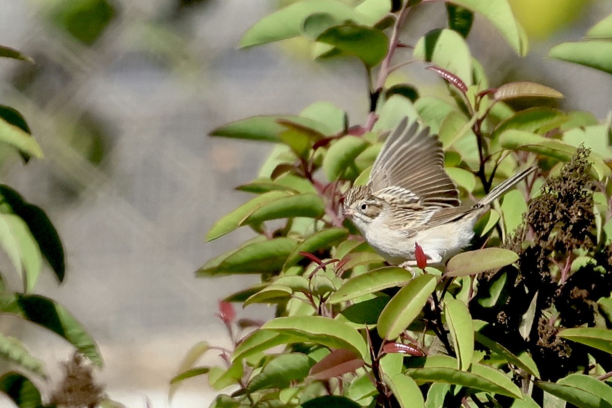 Brewer's Sparrow - ML643799323
