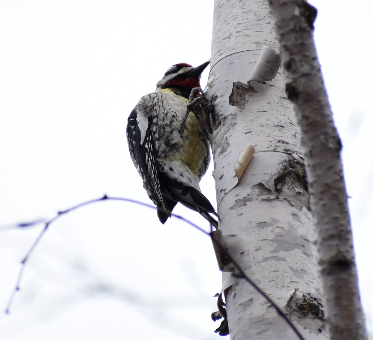 シルスイキツツキ - ML643799328