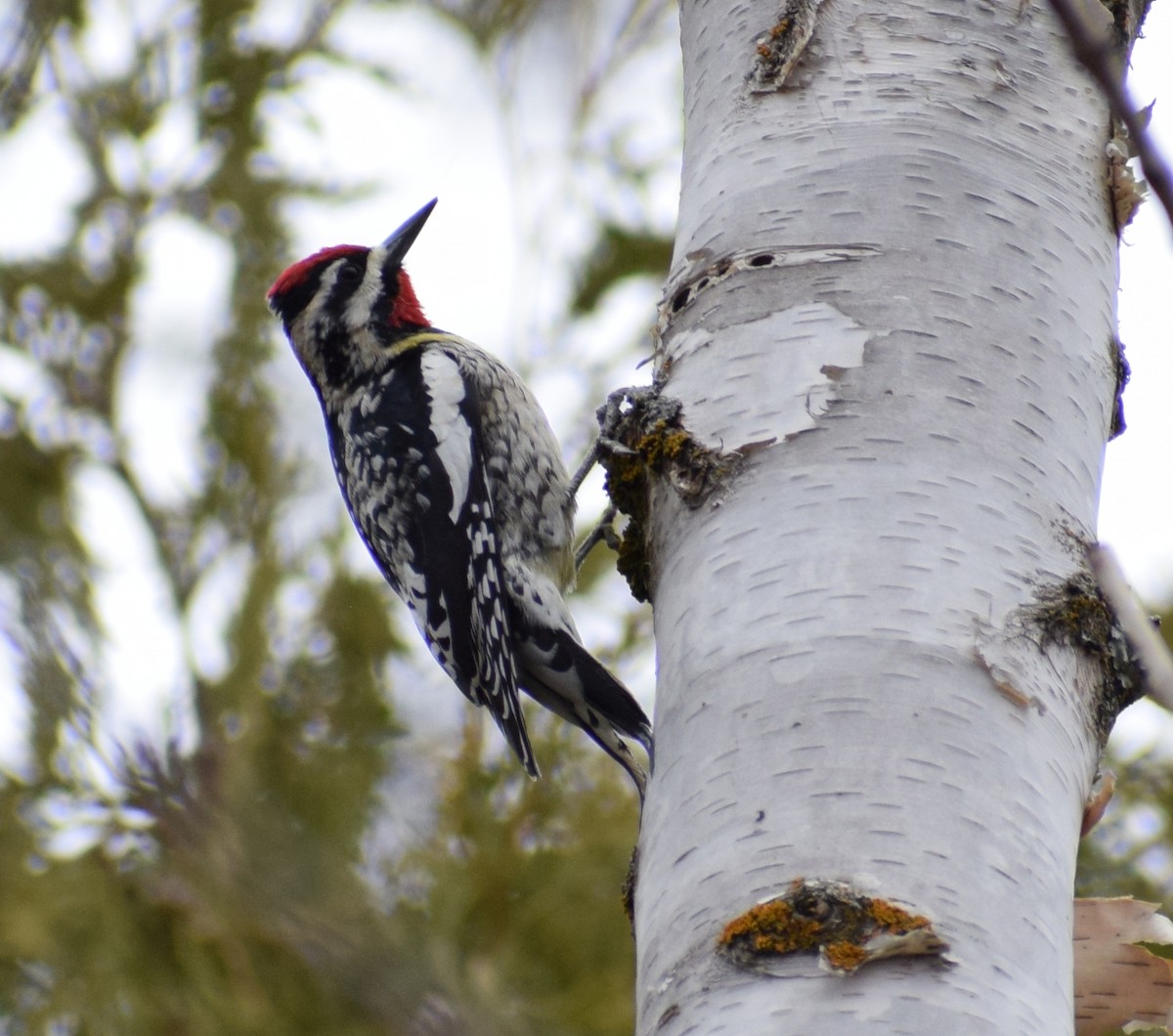 シルスイキツツキ - ML643799329