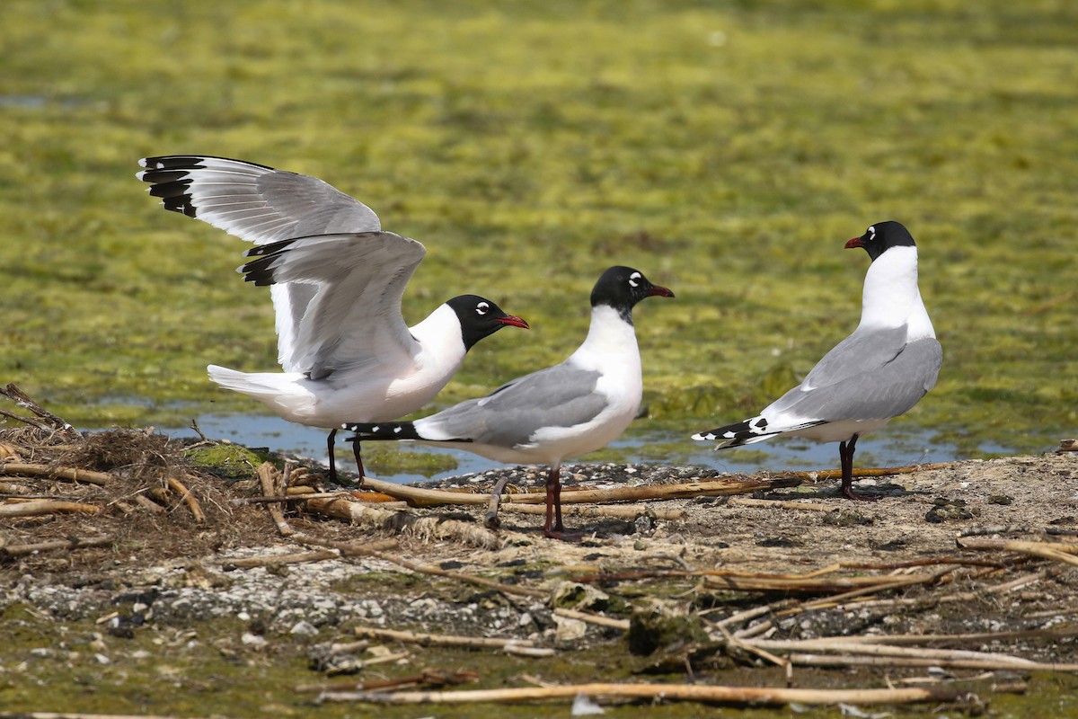 Franklin's Gull - ML643799344