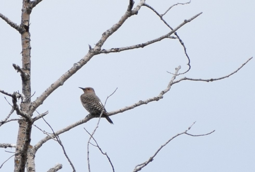 ハシボソキツツキ - ML643799347