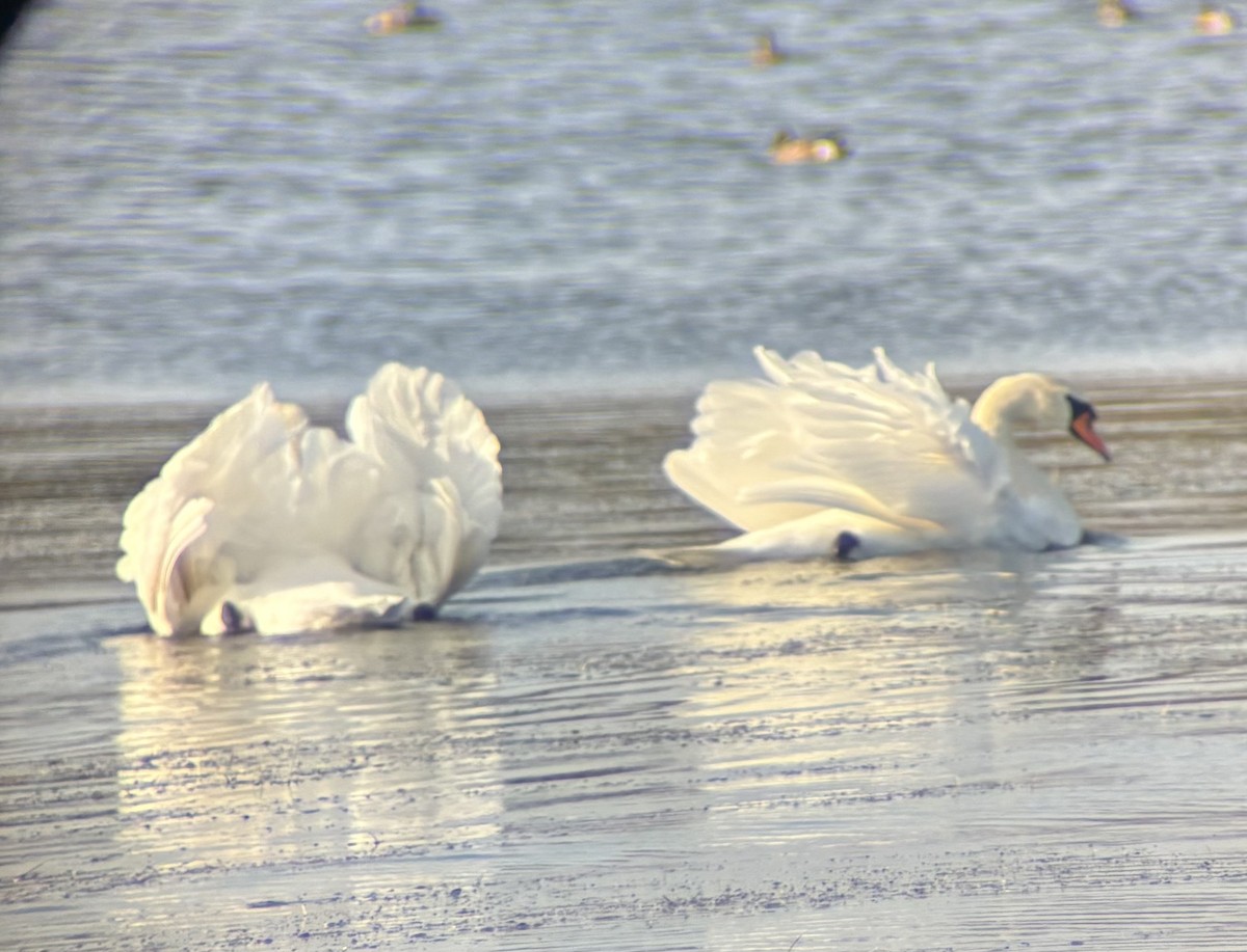 Mute Swan - ML643799350