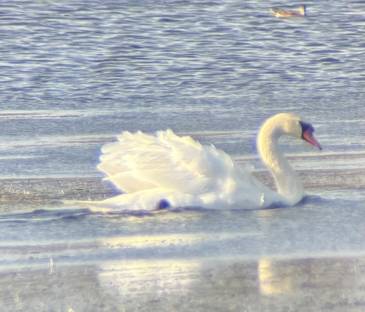 Mute Swan - ML643799351