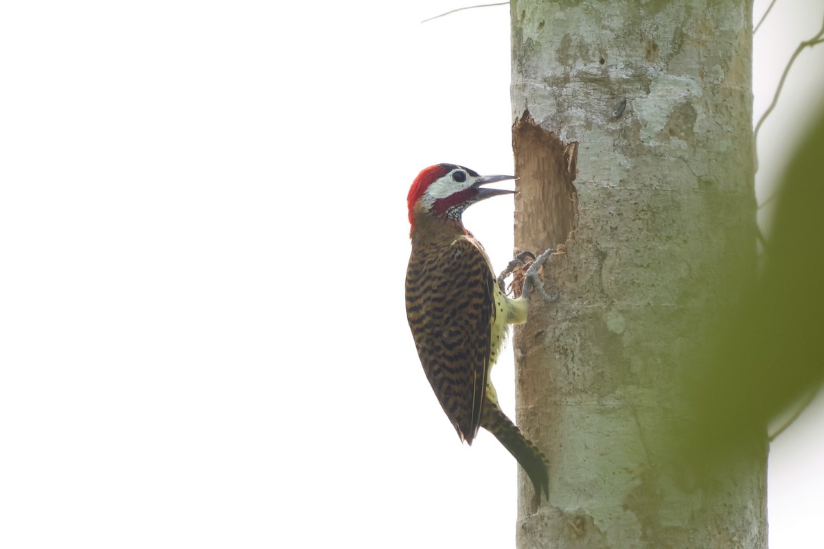 Spot-breasted Woodpecker - ML643799357