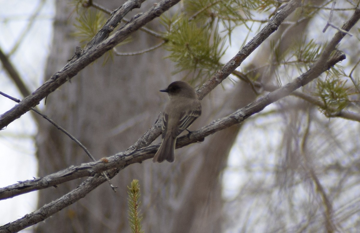 ツキヒメハエトリ - ML643799360