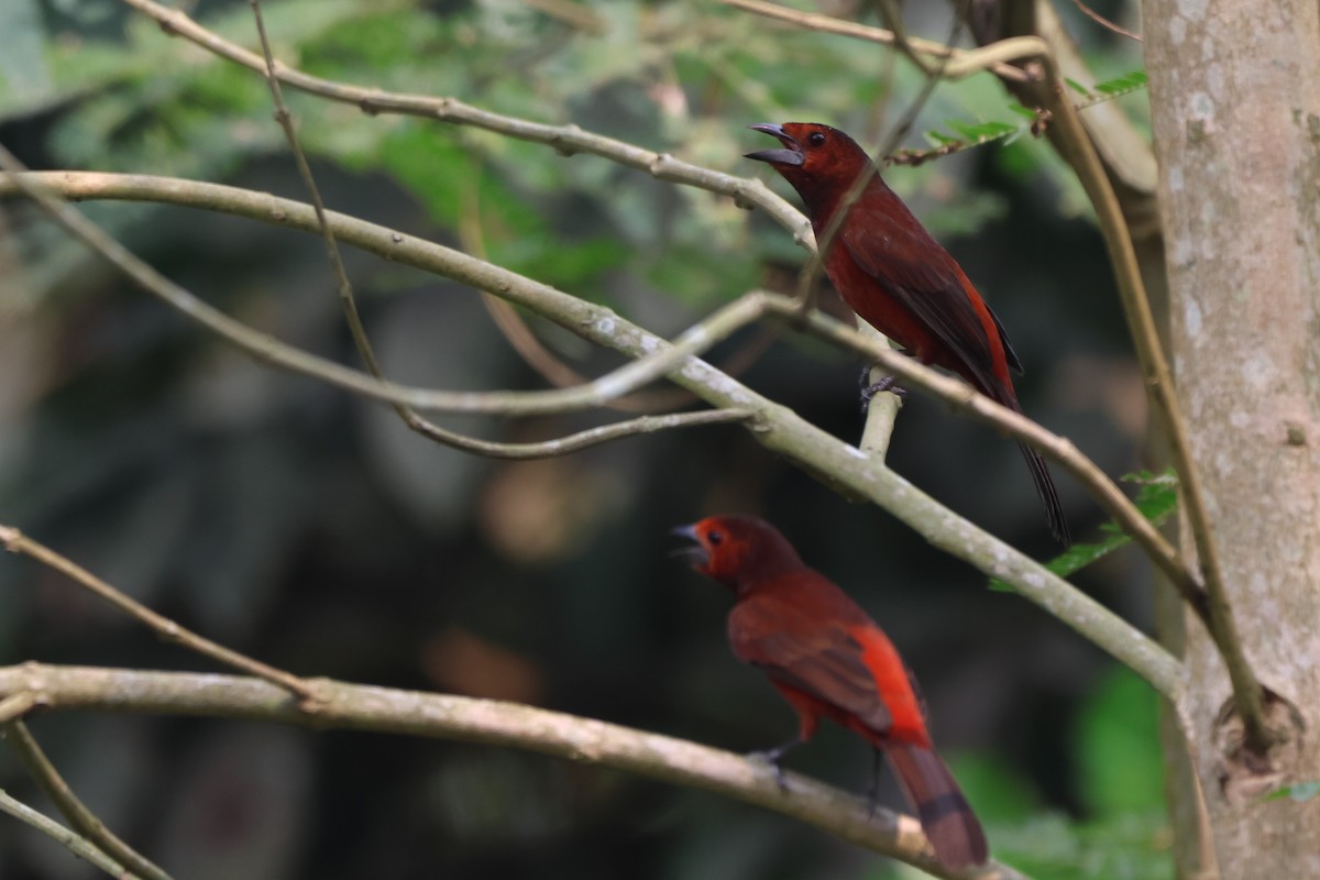 Silver-beaked Tanager - ML643799372