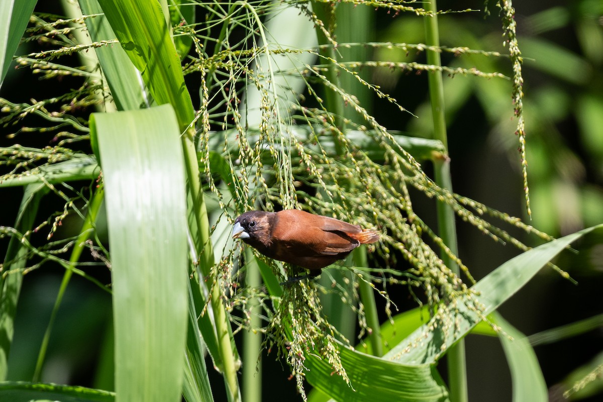 Chestnut Munia - ML643799378