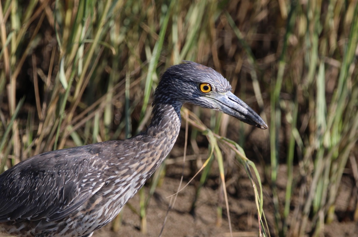Yellow-crowned Night Heron - ML643799380