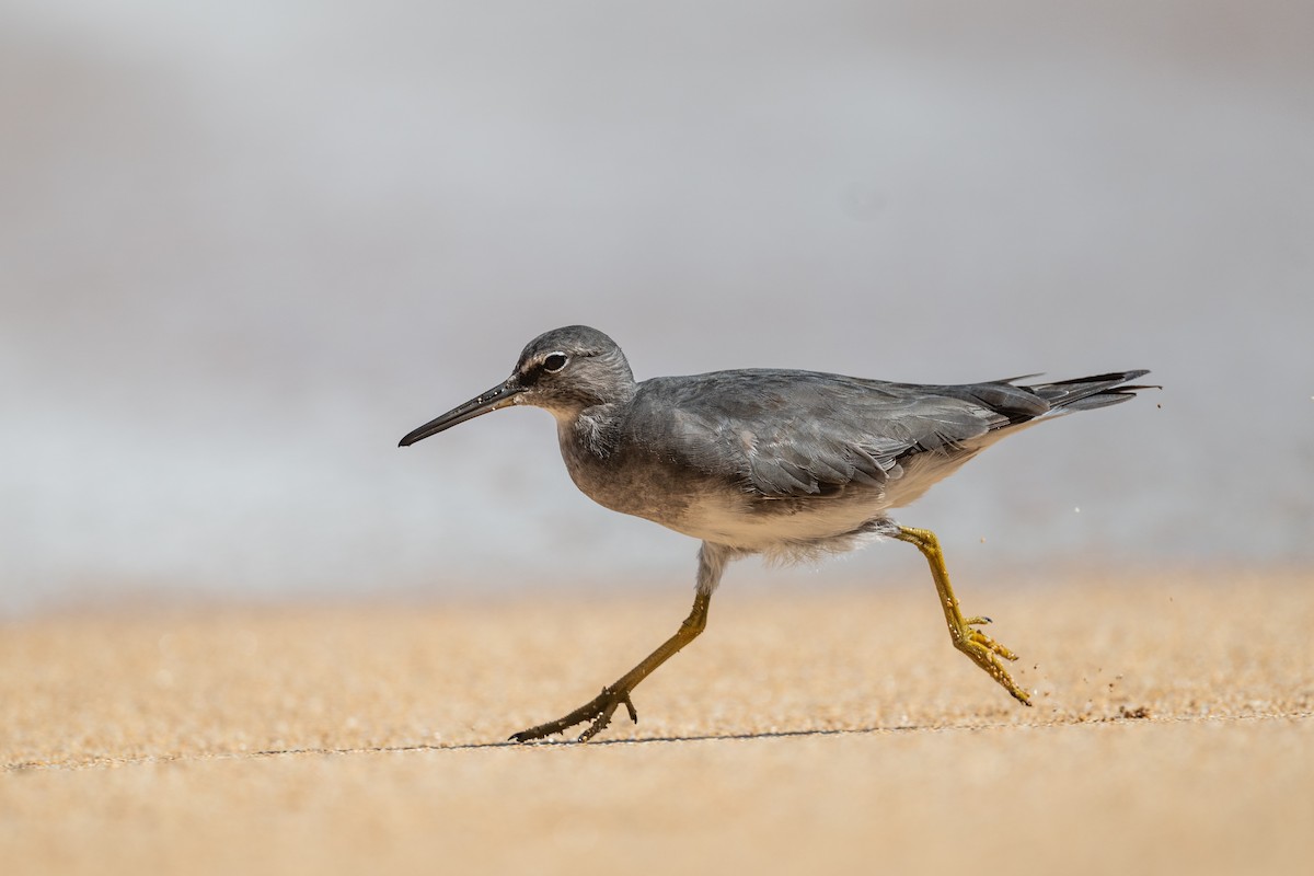 Wandering Tattler - ML643799406