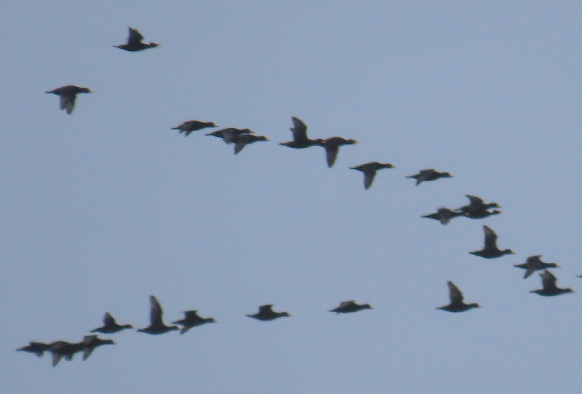 Macreuse à front blanc ou M. à bec jaune - ML643799407