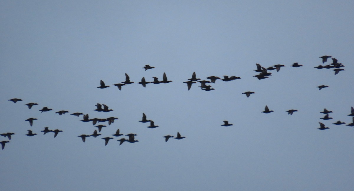 Macreuse à front blanc ou M. à bec jaune - ML643799408