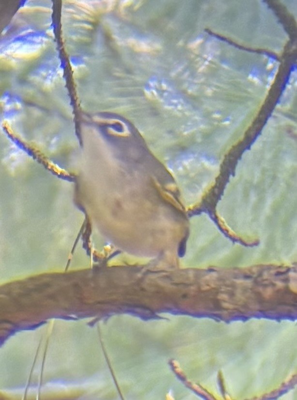 eremittvireo - ML643799428