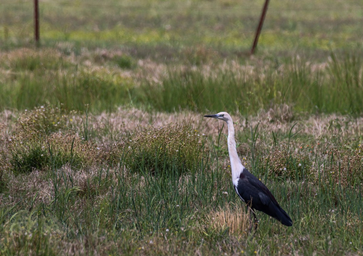 Pacific Heron - ML643799429