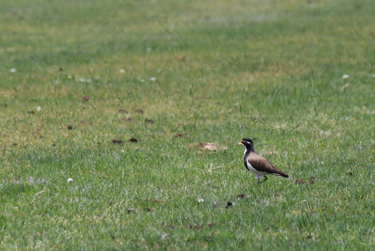 Banded Lapwing - ML643799431