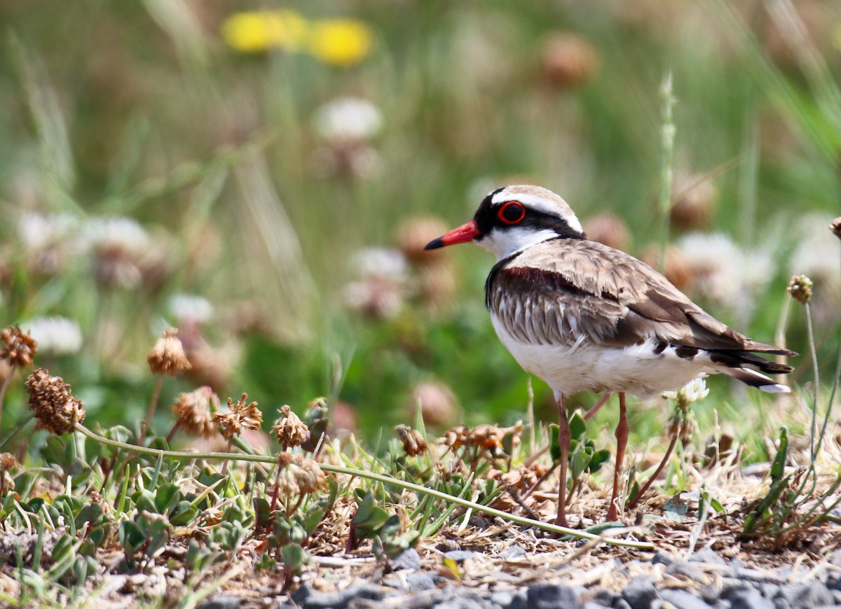 Black-fronted Dotterel - ML643799441