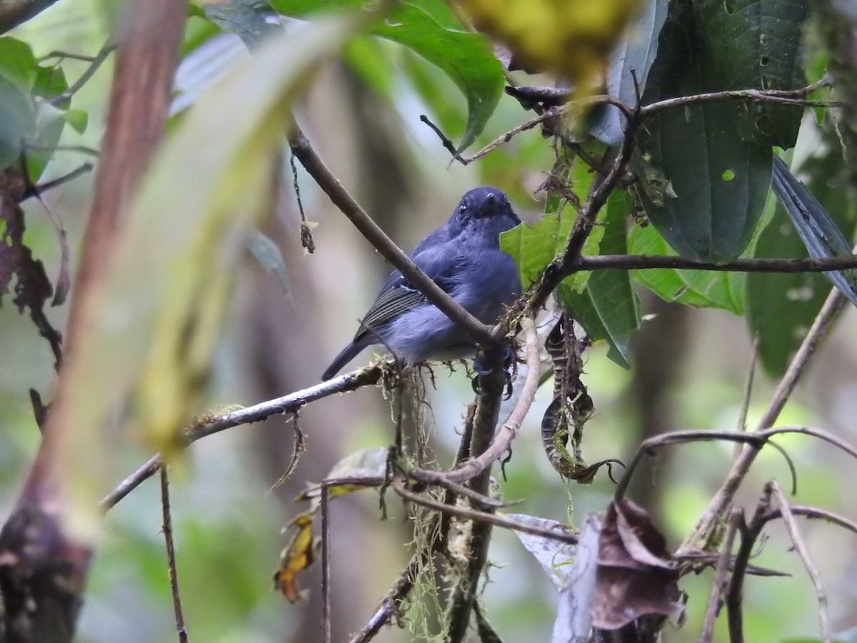 Plain Antvireo - ML643799449