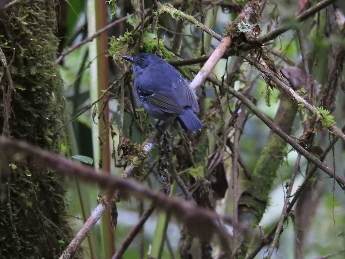 Plain Antvireo - ML643799452