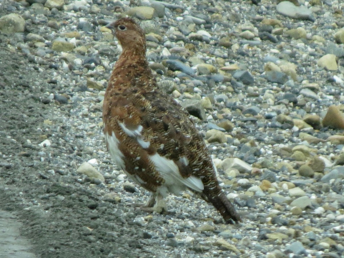 Willow Ptarmigan - ML643799460