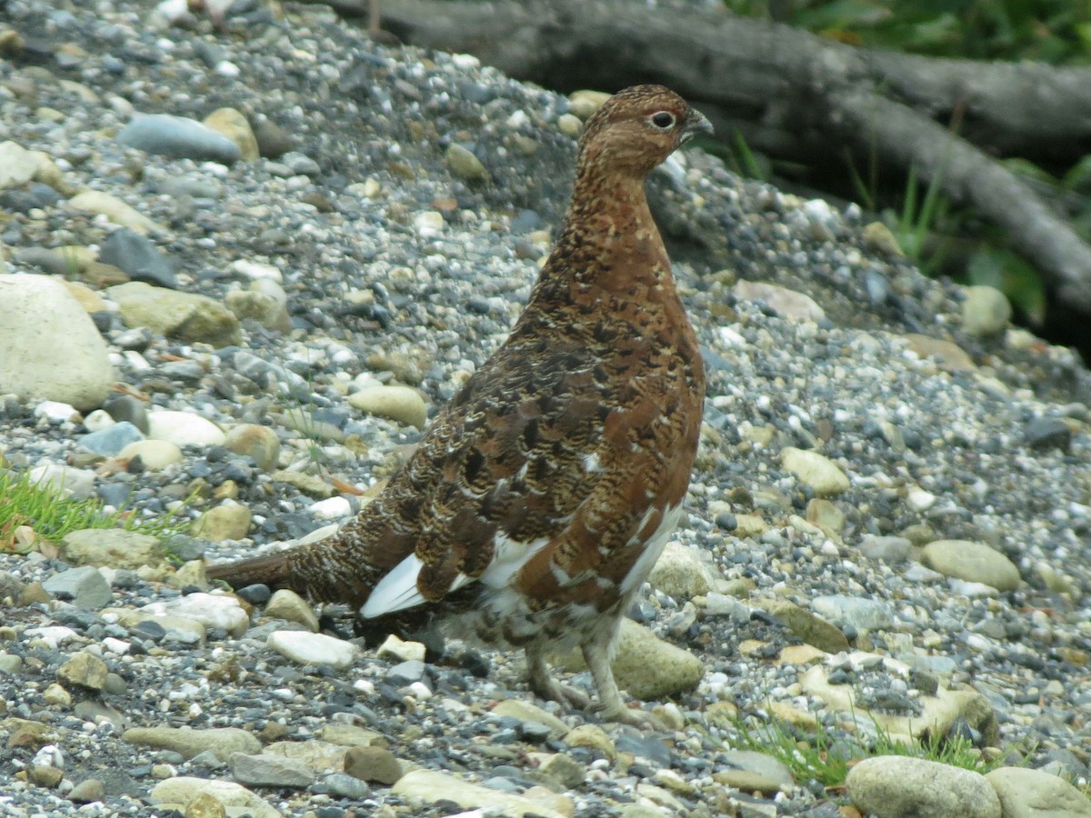 Willow Ptarmigan - ML643799461