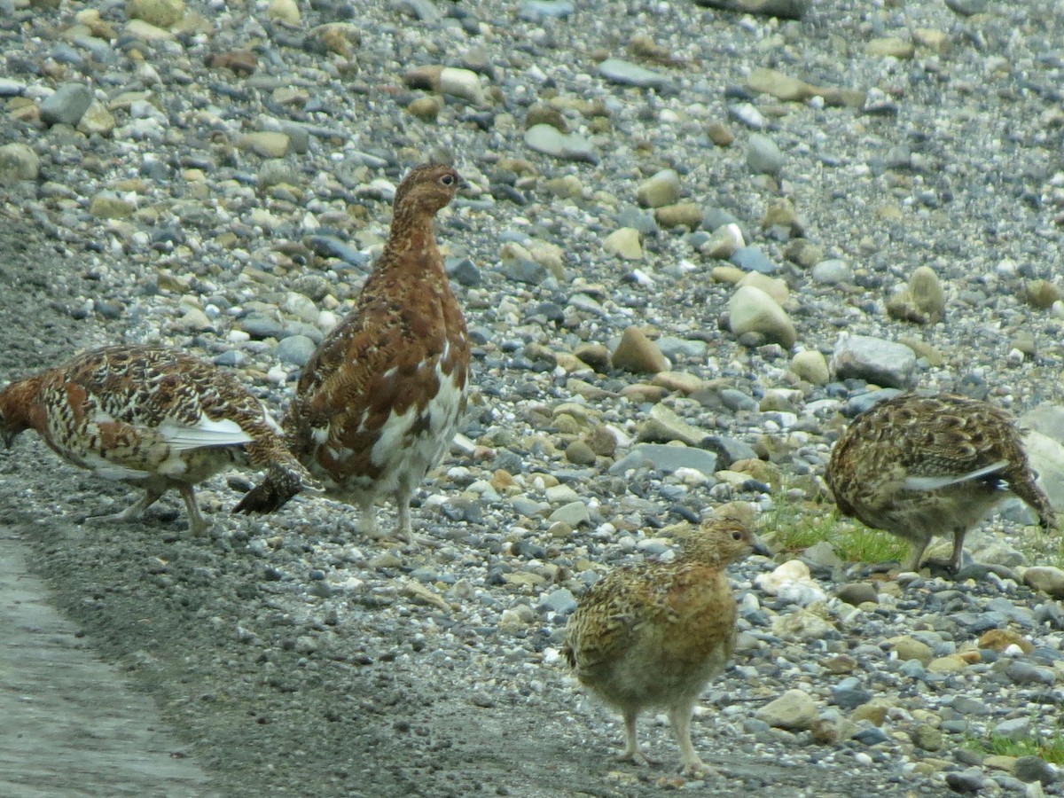Willow Ptarmigan - ML643799463