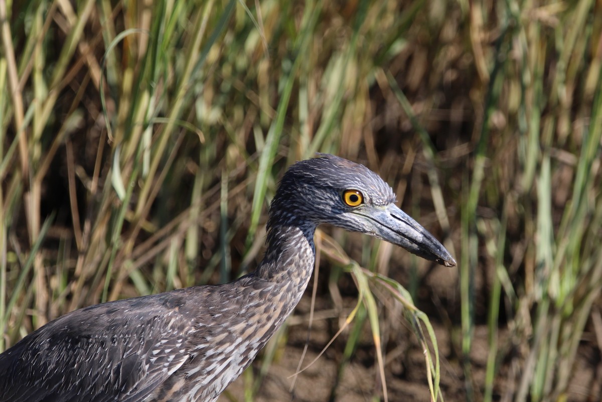 Yellow-crowned Night Heron - ML643799470