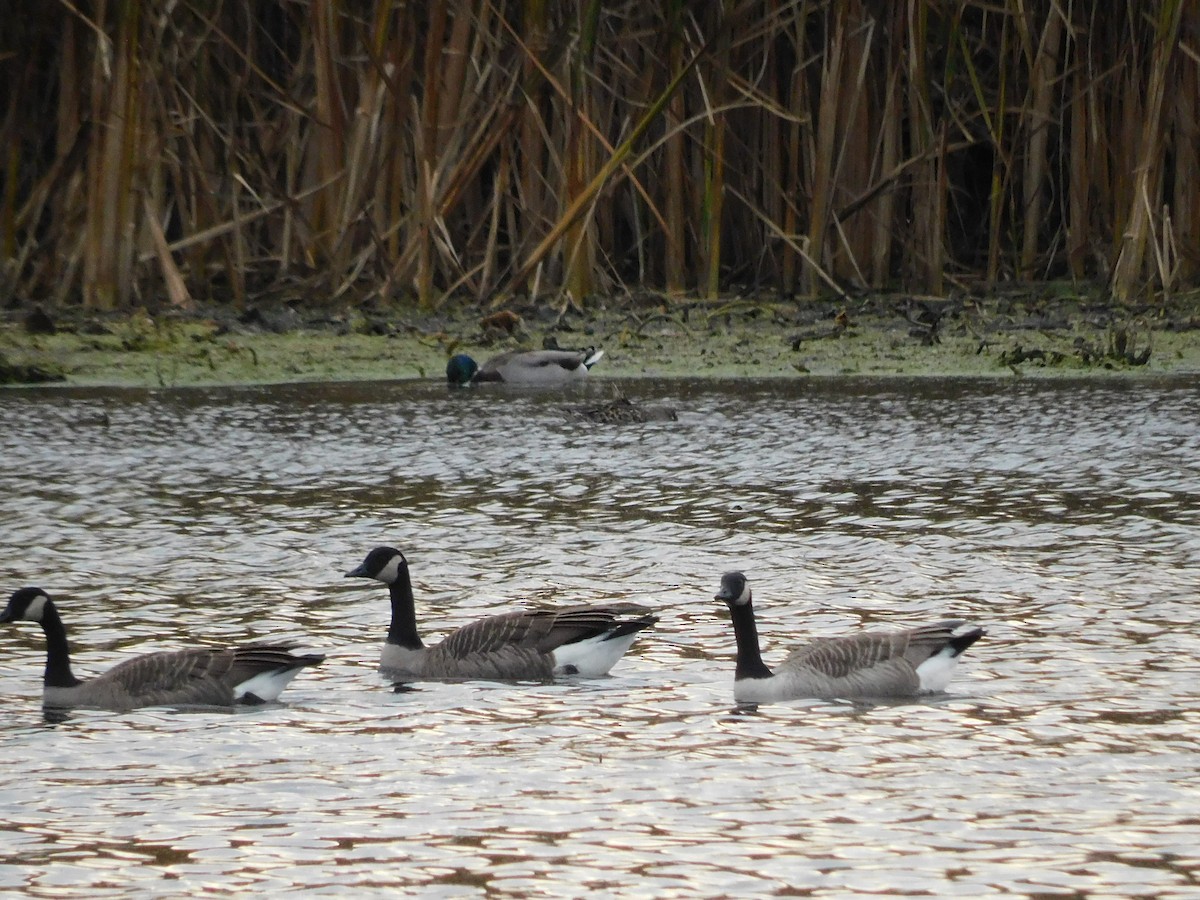 Canada Goose - ML643799473
