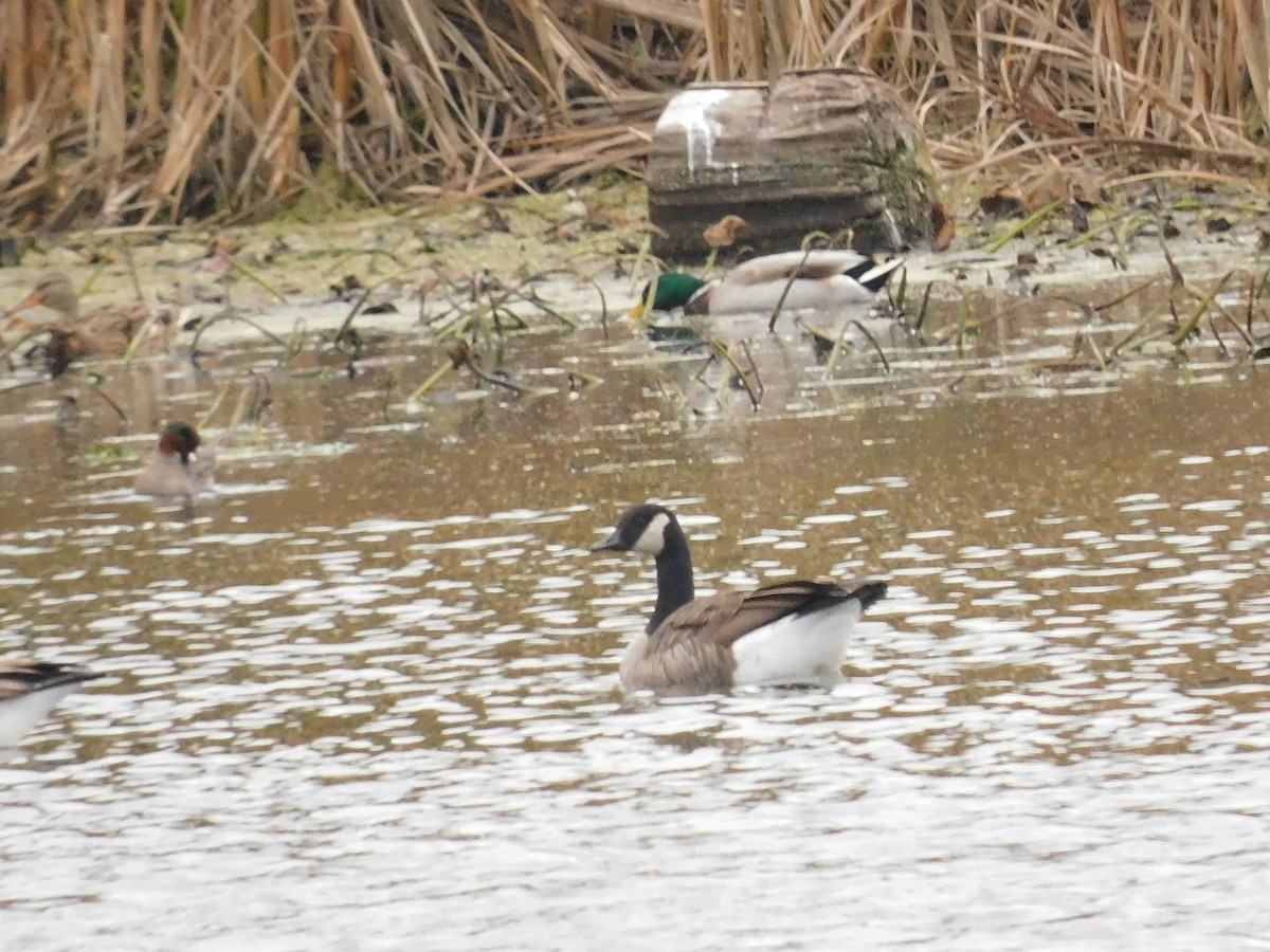 Canada Goose - ML643799474