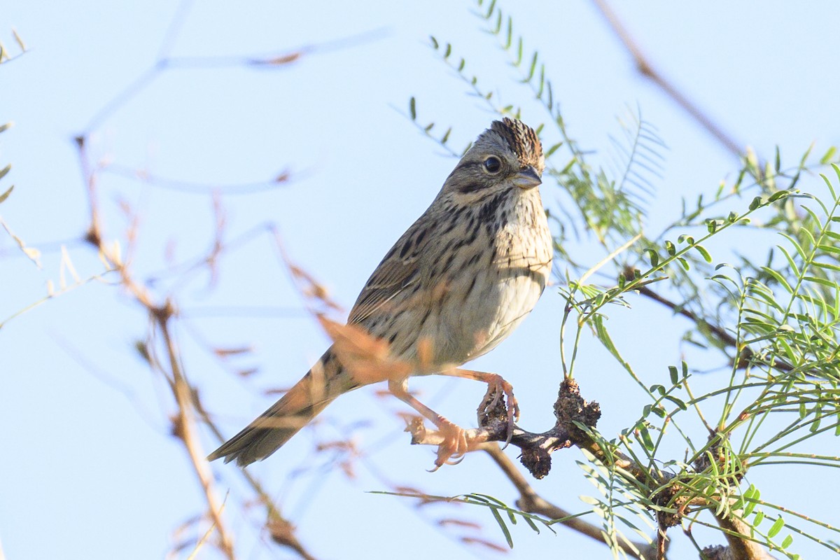 Lincoln's Sparrow - ML643799481