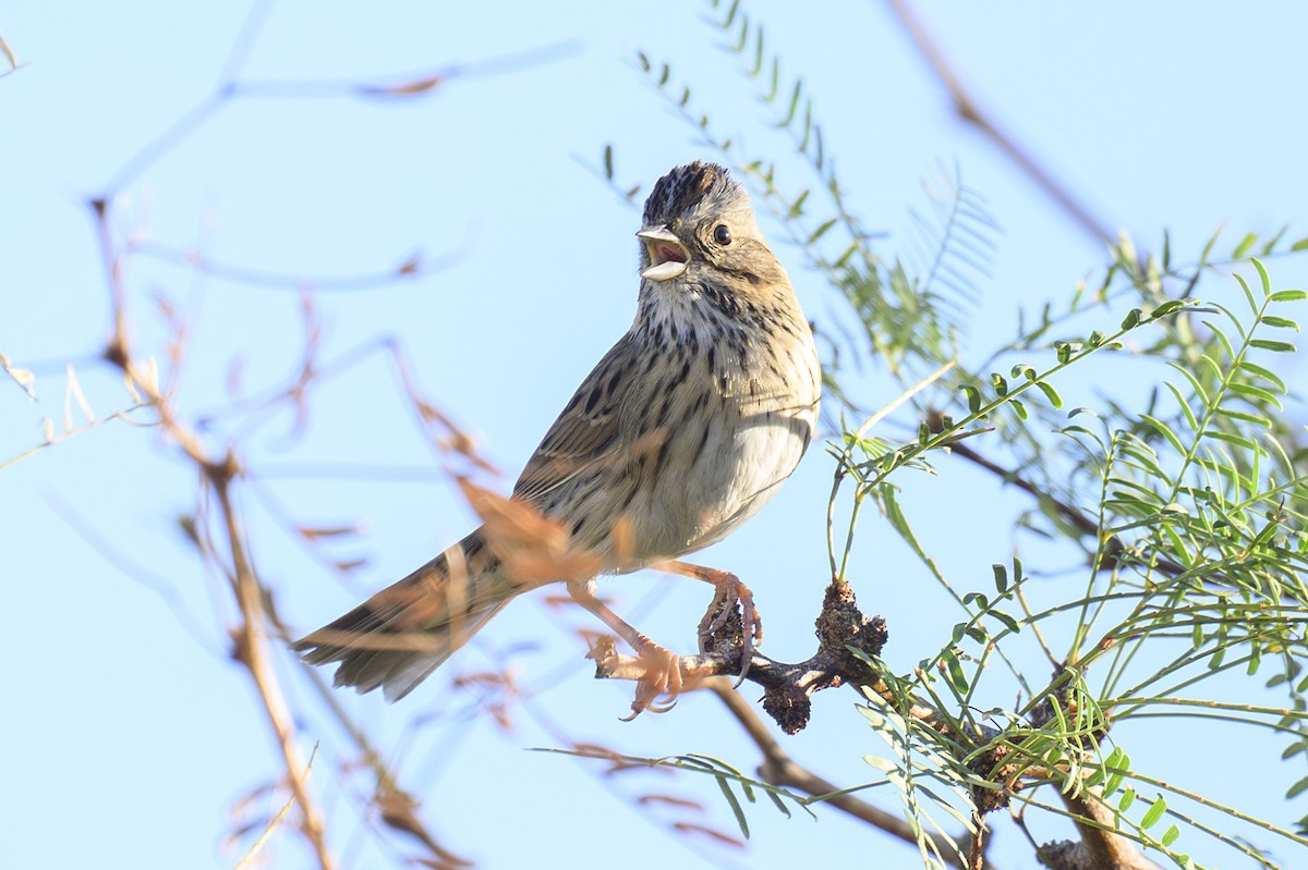 Lincoln's Sparrow - ML643799484