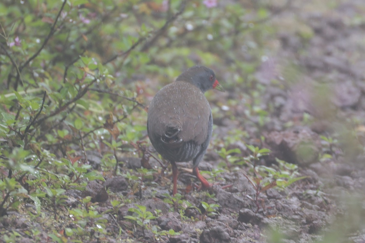 Paint-billed Crake - ML643799492
