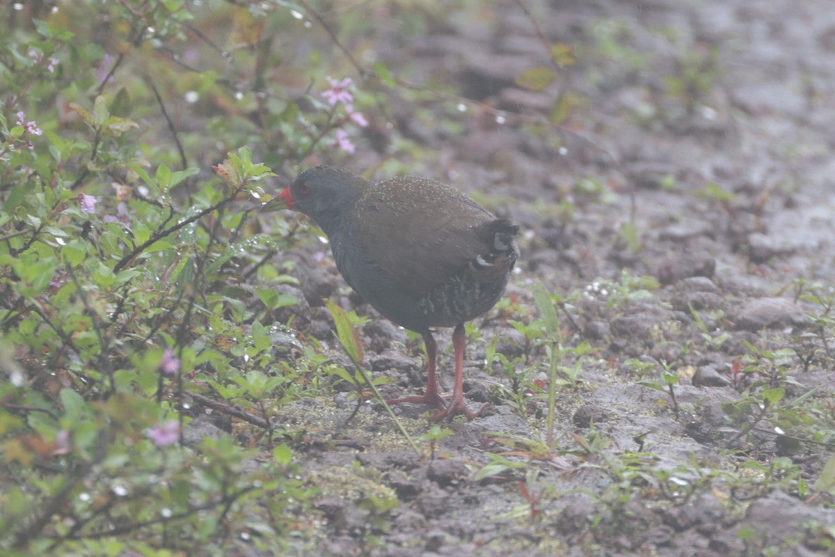 Paint-billed Crake - ML643799493