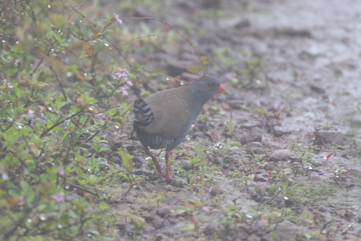 Paint-billed Crake - ML643799494