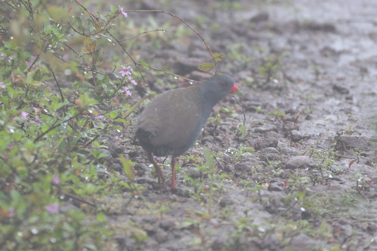 Paint-billed Crake - ML643799495