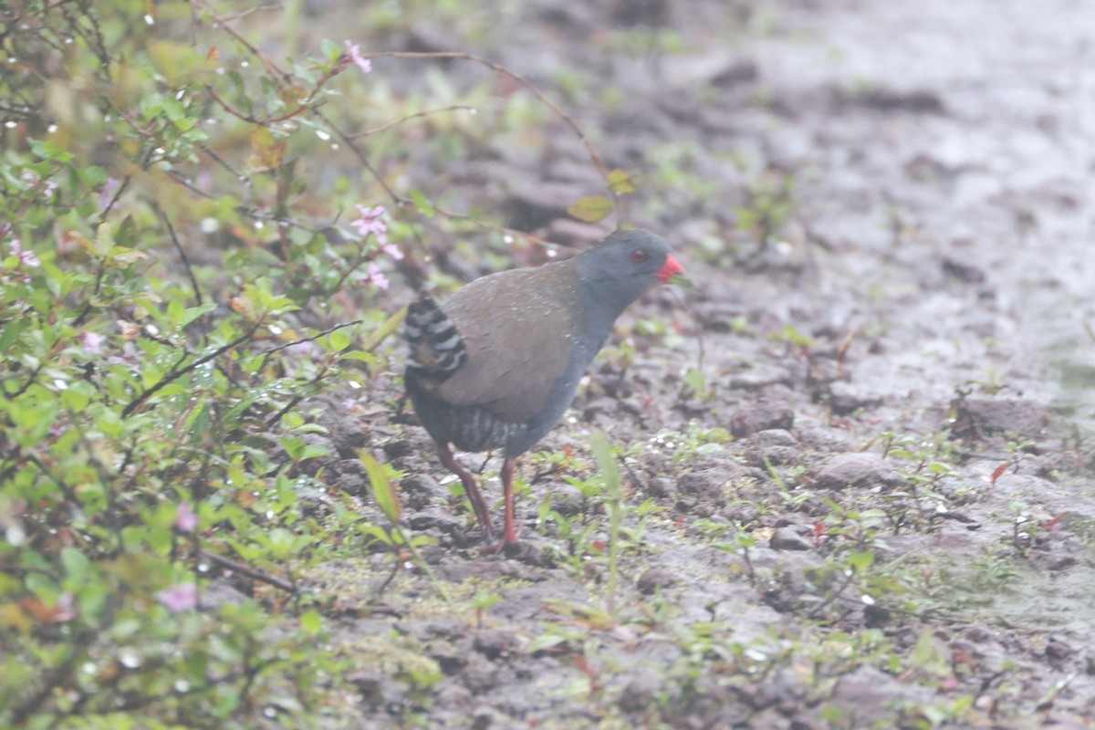 Paint-billed Crake - ML643799496